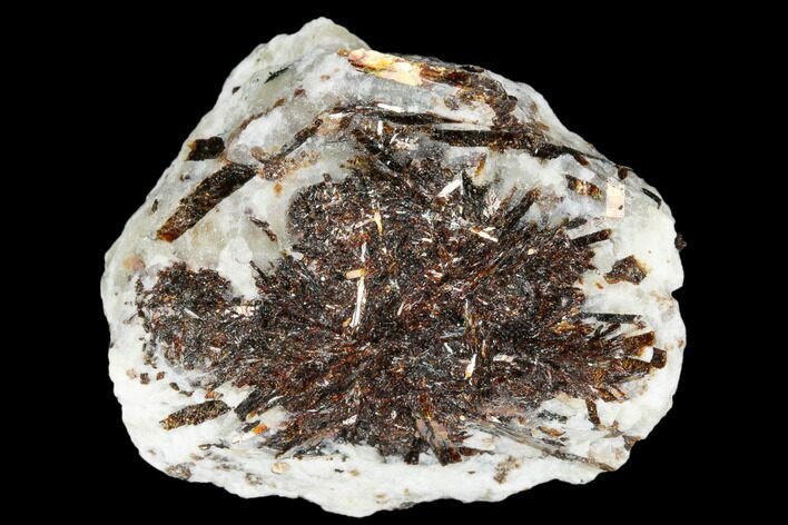 Golden-Brown, Radiating Astrophyllite - Kola Peninsula, Russia #179132